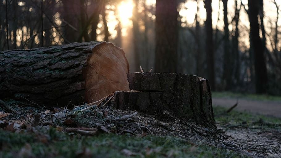 Tree Cutting